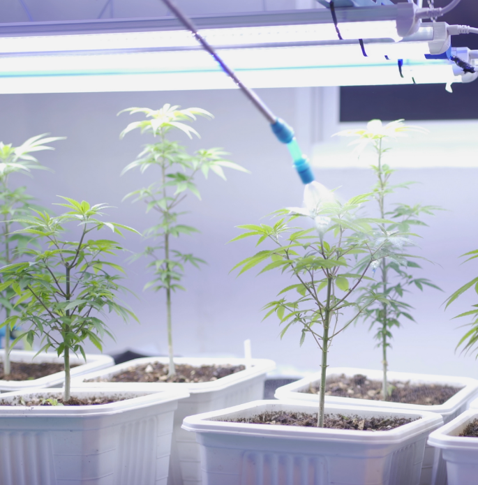 marijuana-hemp-or-cannabis-plant-leaves-farm-lab-2024-10-21-01-22-48-utc